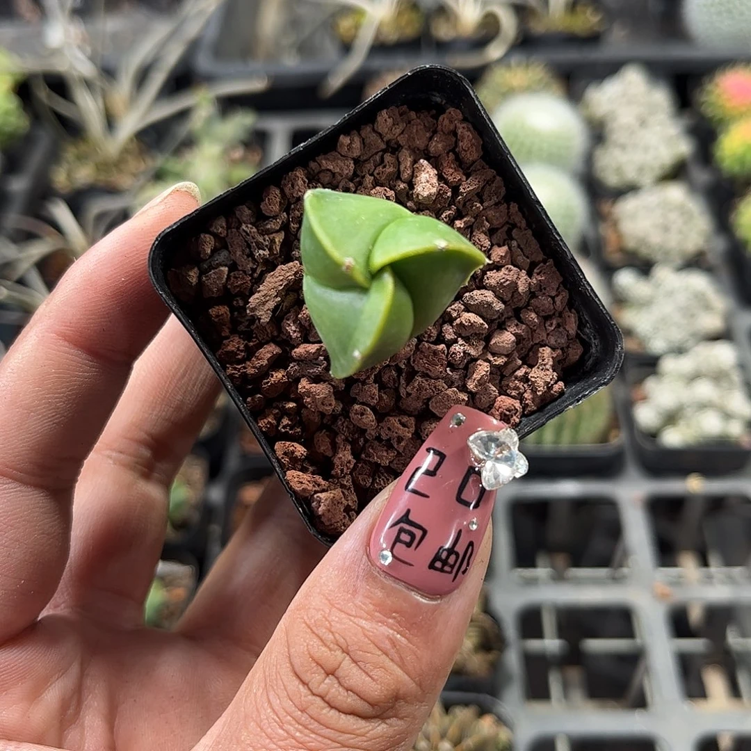 三角鸾凤玉单头发货单头