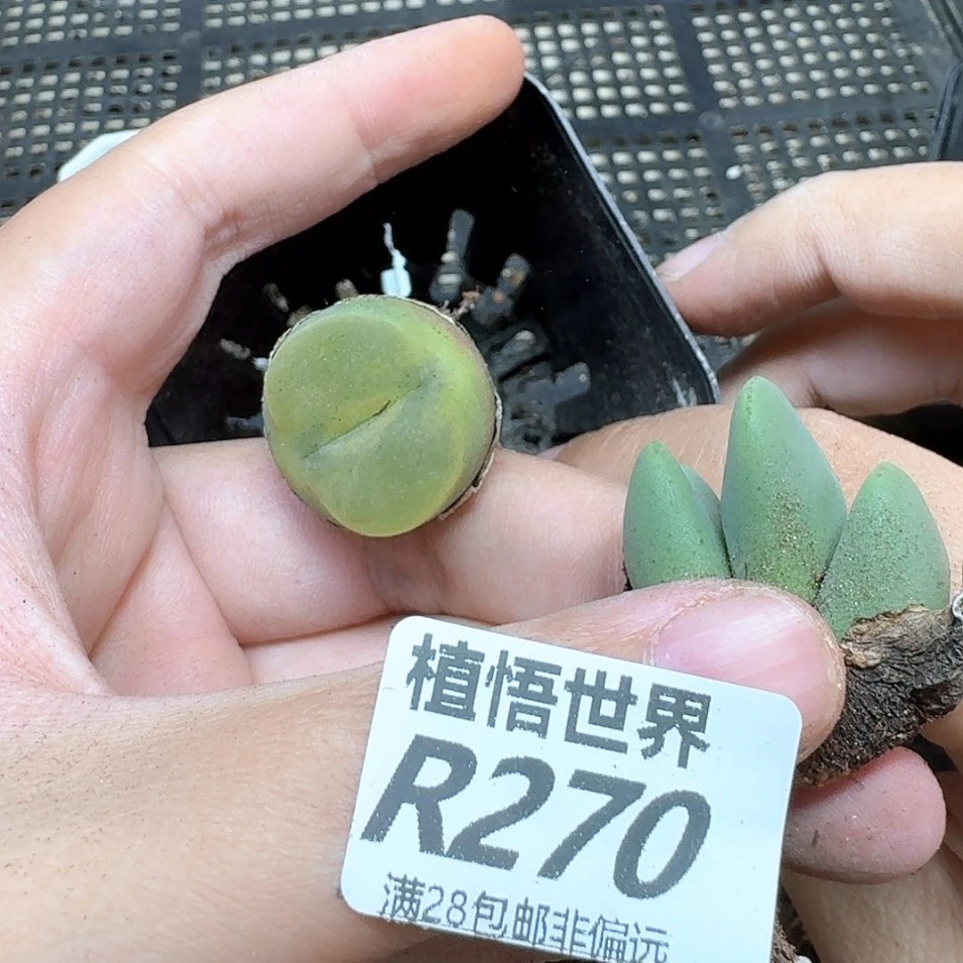 多肉植物的人生历程风格