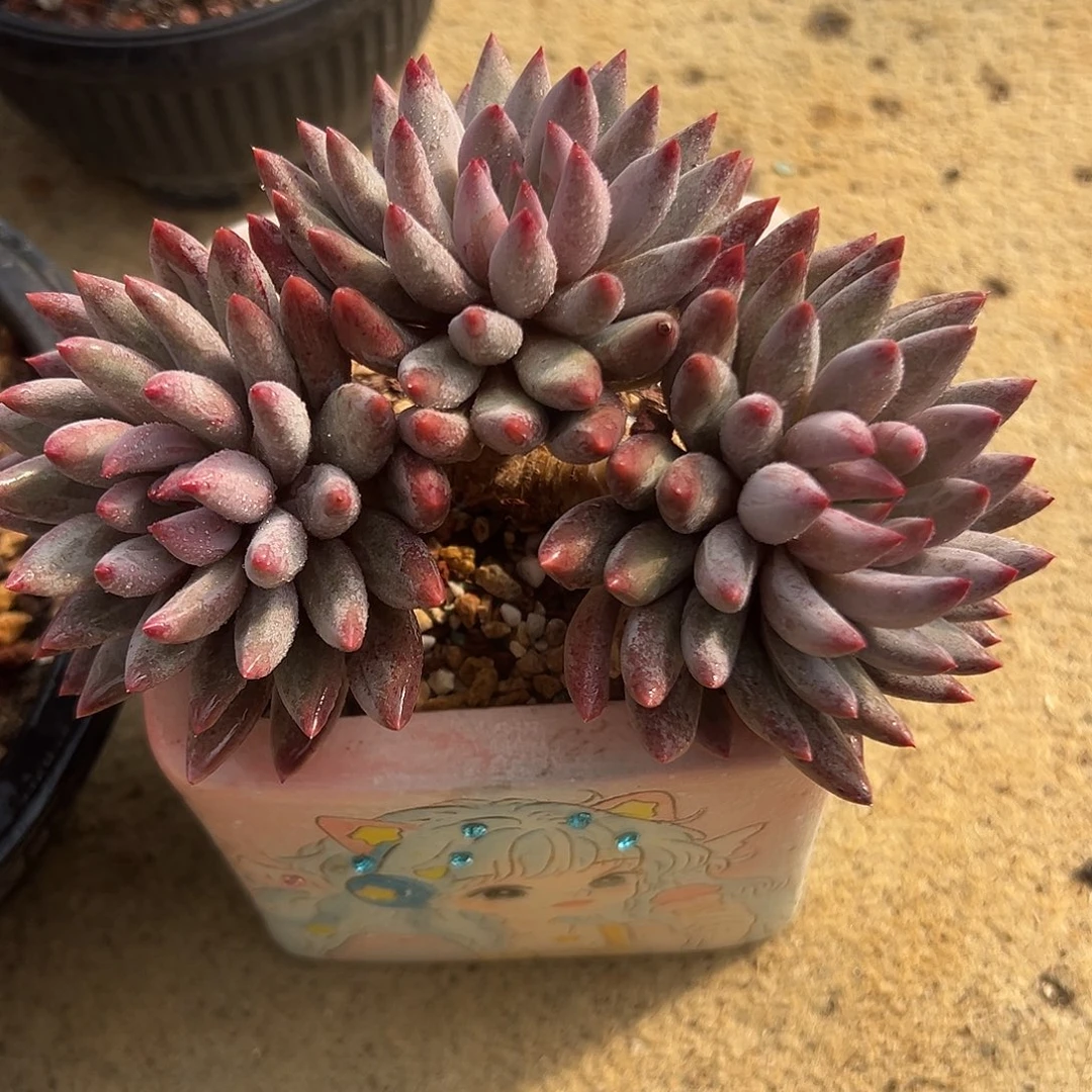 羽毛虞美人一物一拍