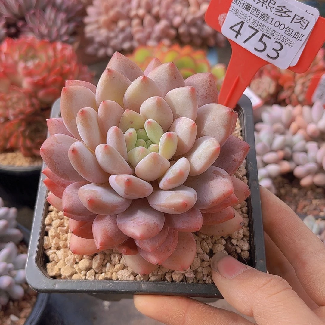 小***雪4753半夏多肉植物