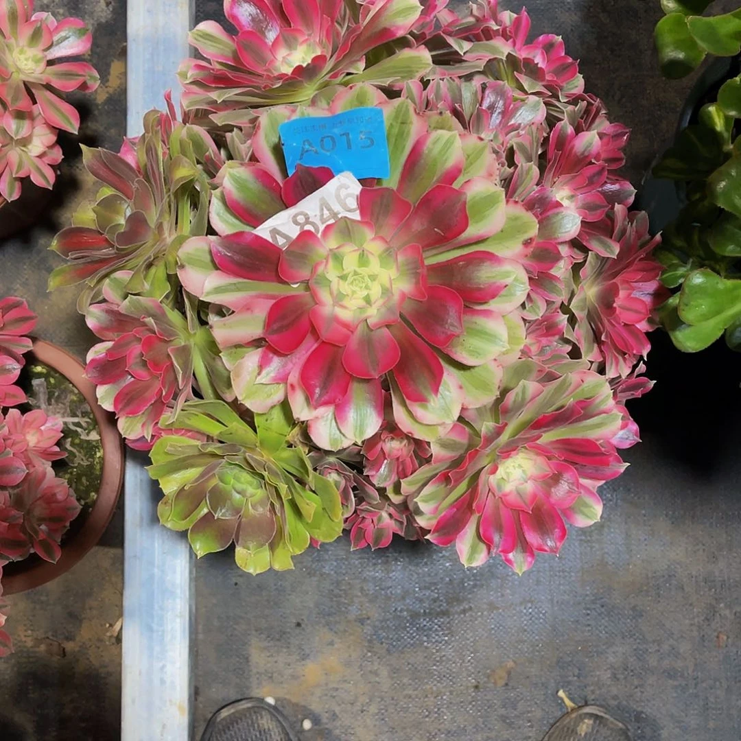 多肉男神00000000015