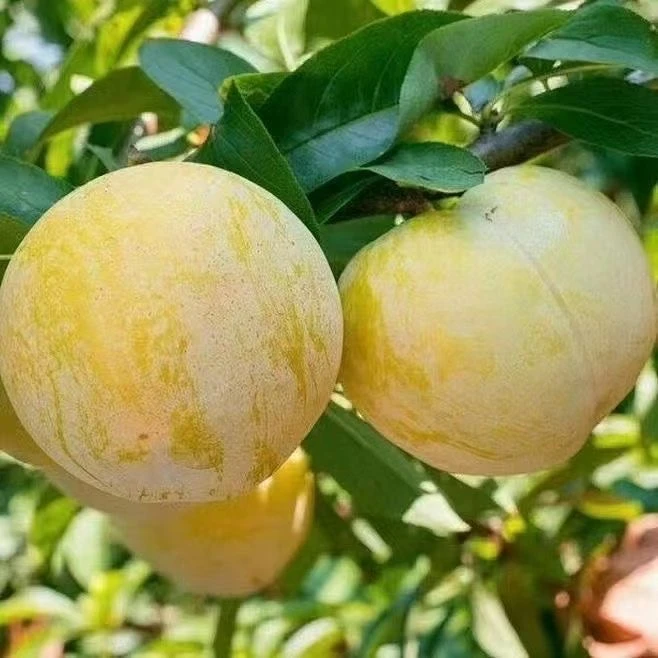 四川正宗桃花李冰糖李新鲜应季水果