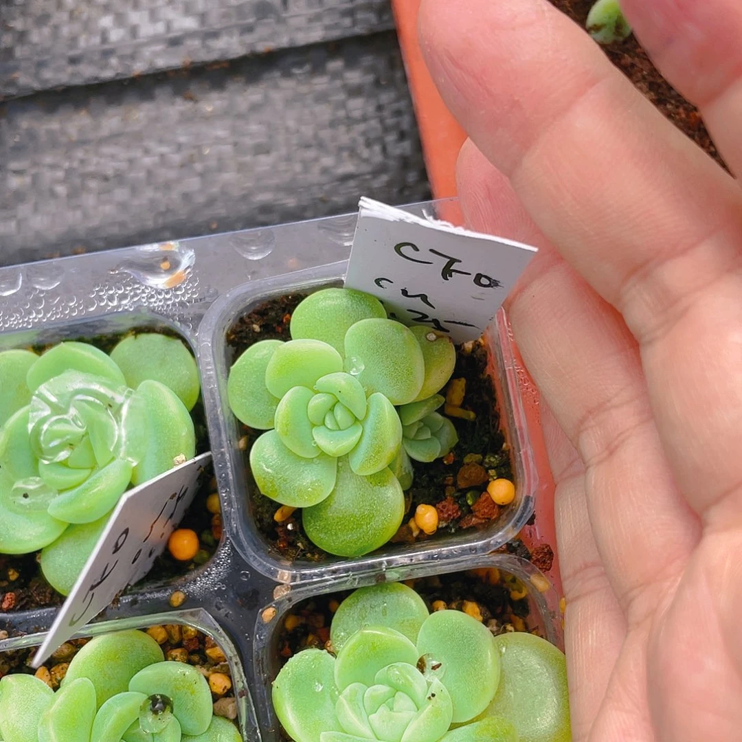 少*盐C Fo 双头中盆一个满25包邮