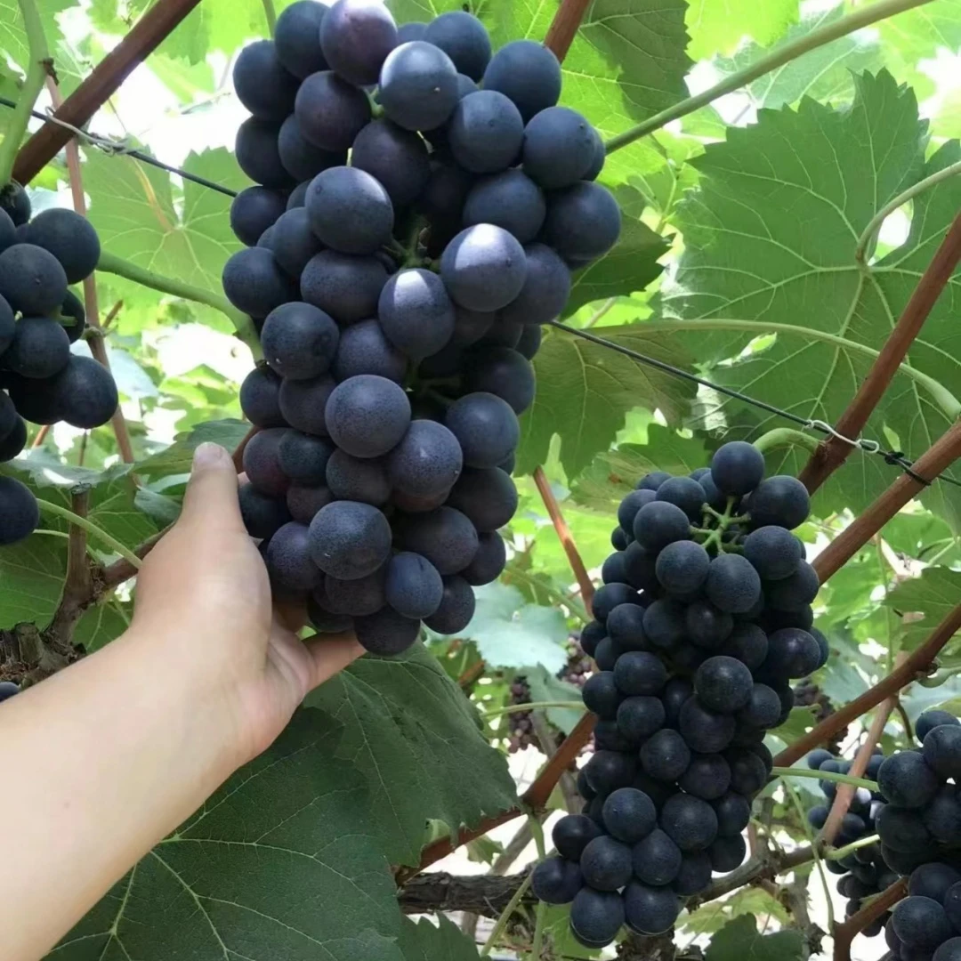 夏黑葡萄树苖盆栽无籽葡萄阳光玫瑰果树四季爬藤巨峰葡萄特大果苗