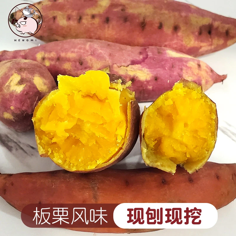 新鲜现挖沙地黄心板栗薯软糯香甜板栗味正宗甜红薯5斤装沙土烟薯