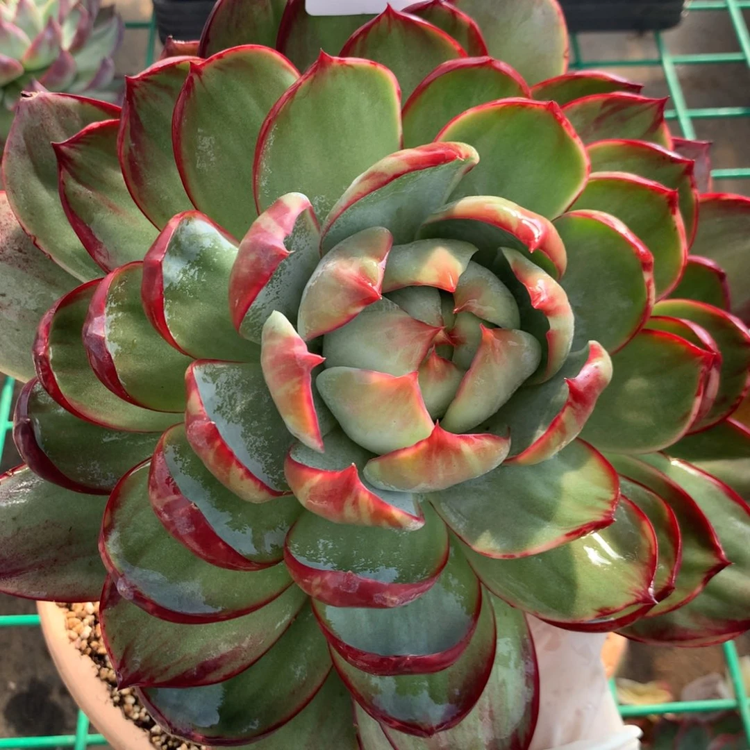 2011号多肉植物惊鸿23