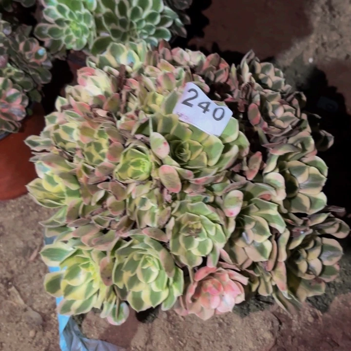 240青苹果多肉植物不售后