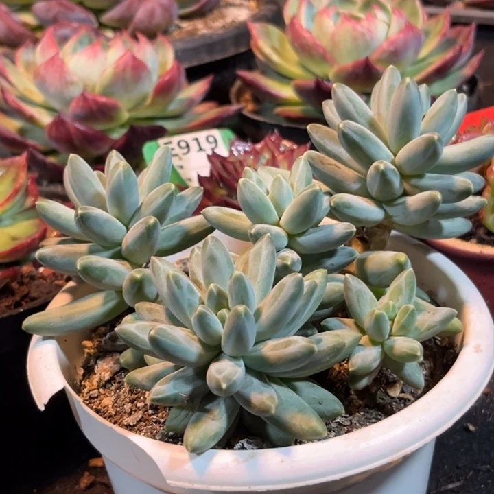 伊卡鲁斯多肉酱。好