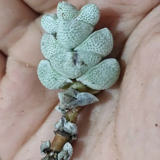 一物一拍，青龙锁属！！植物！！