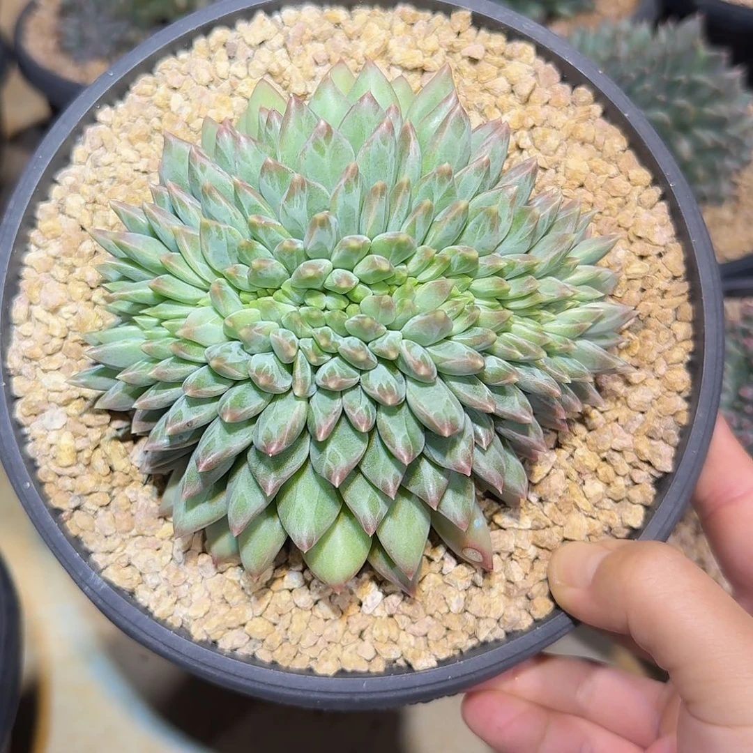 美人系缀化14公分