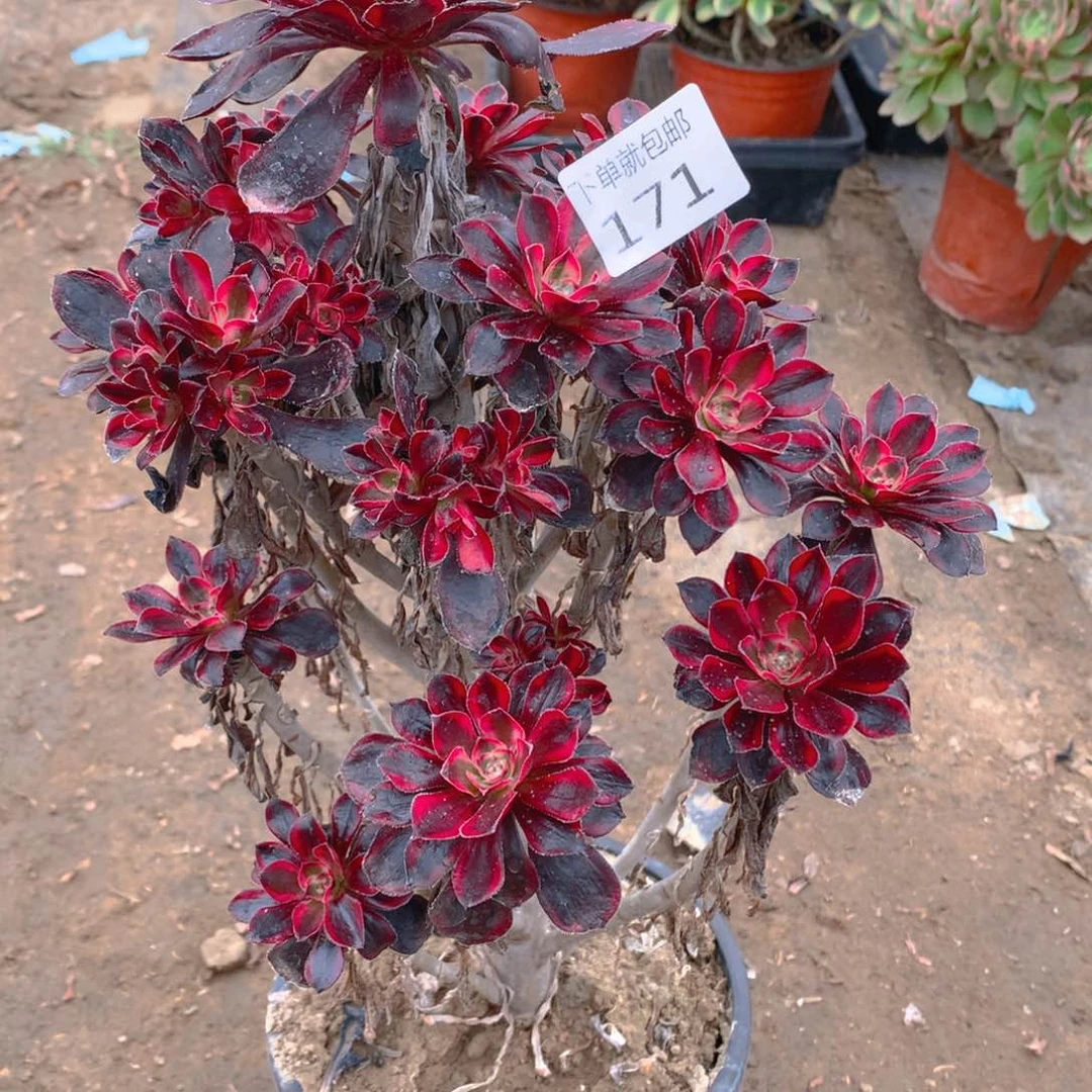 171丽娜老桩多肉植物