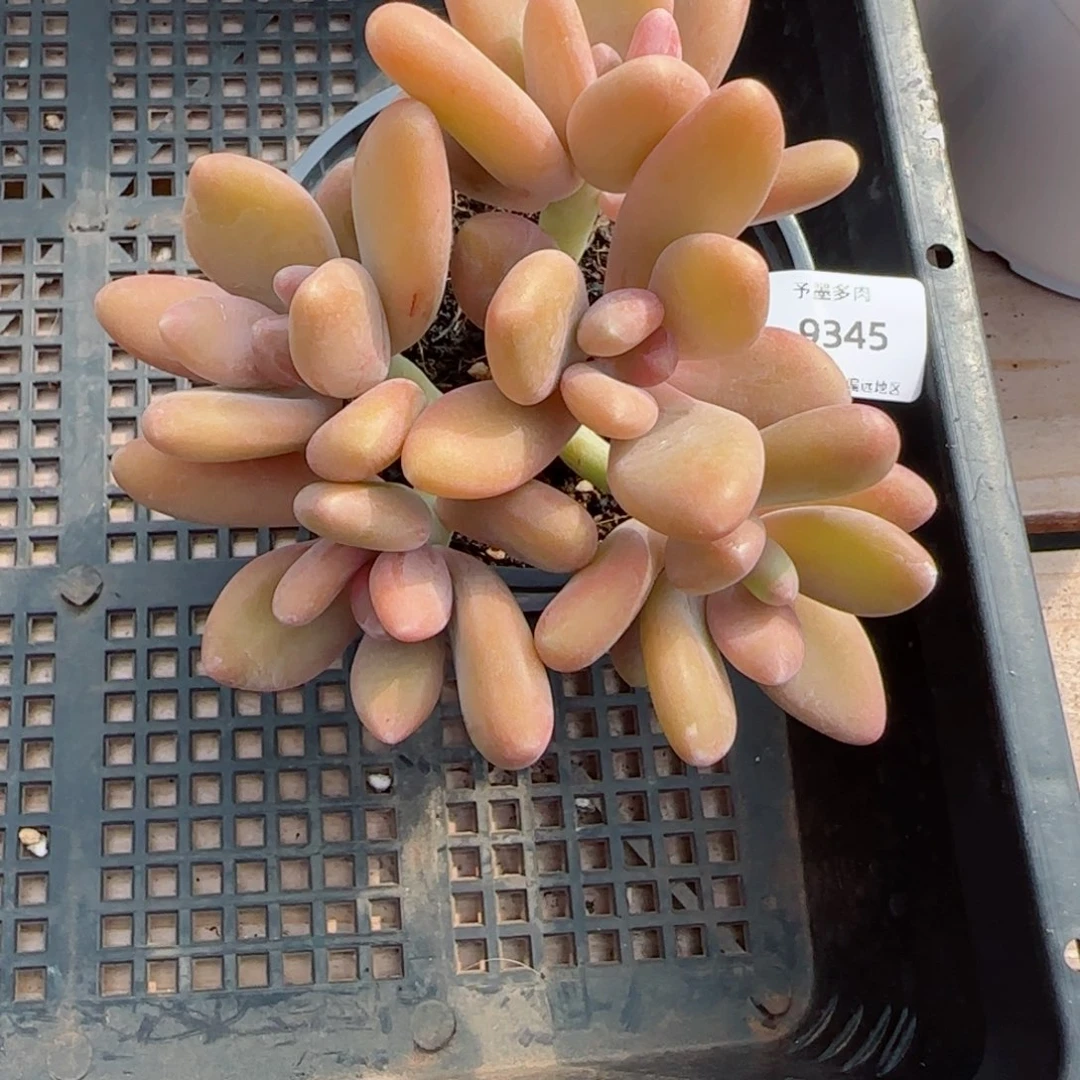 Kk美人，9345多肉