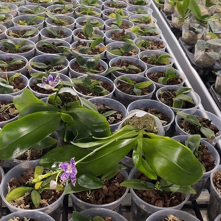 草****无花朵蝴蝶兰柳林一物一拍