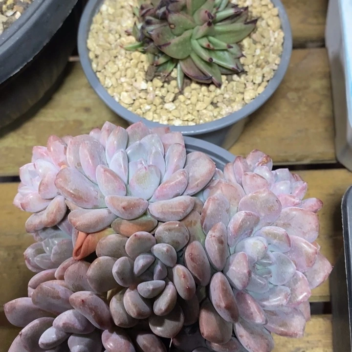 D026- 直播福利 两颗