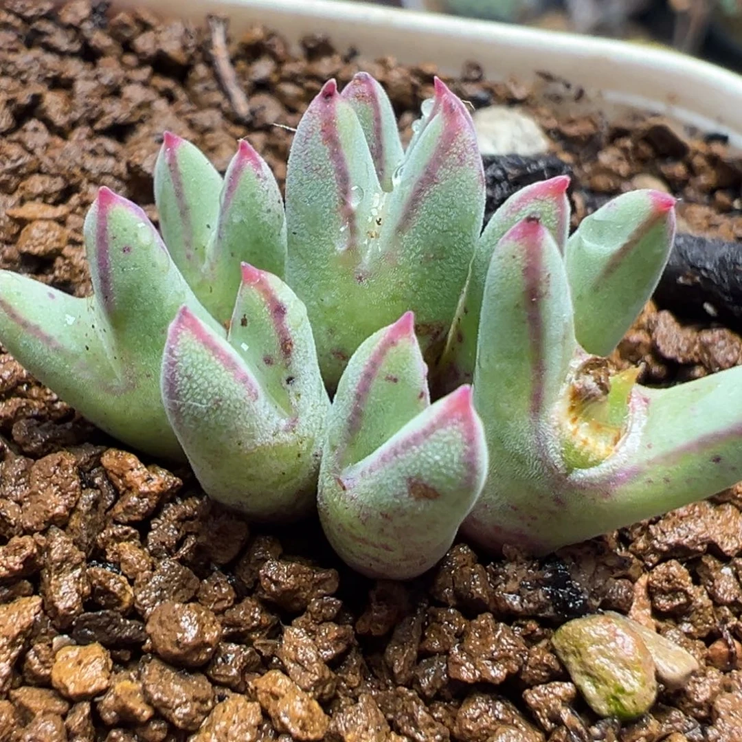 8头母本猪蹄多肉植物百科