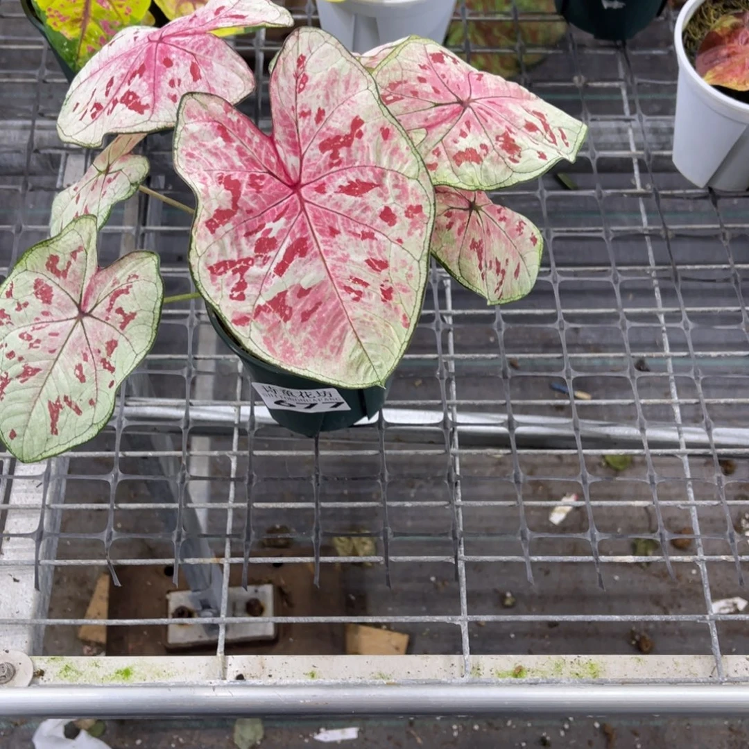 小***n无花朵              677草莓不包售后