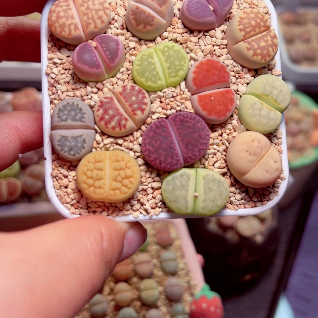 100号带盆盆人人包邮发货