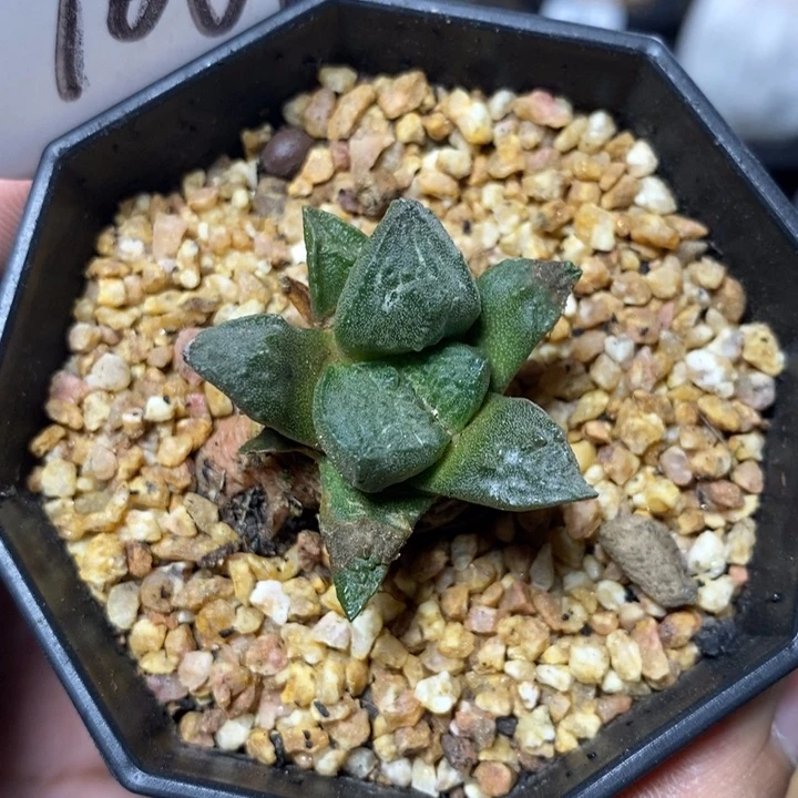 实生连山牡丹1067号3.2cm