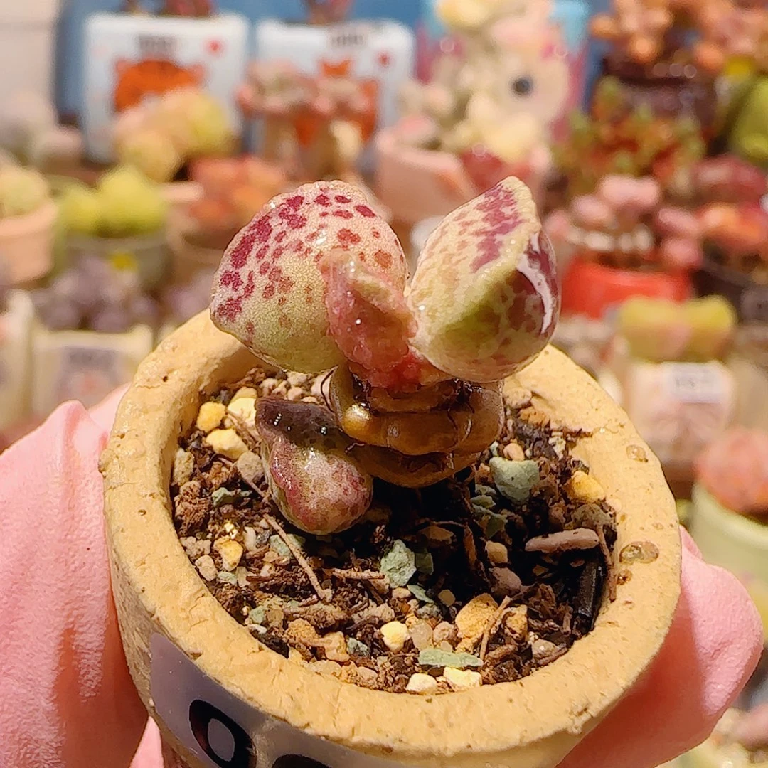 T猫耳海豹盆口2.5cm