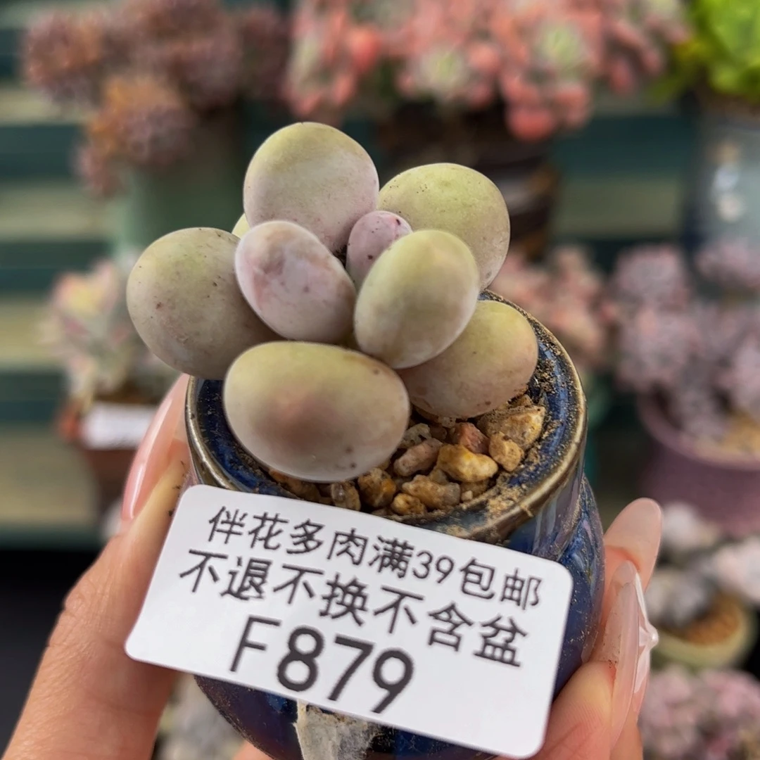879-蛋黄奶多肉3cm