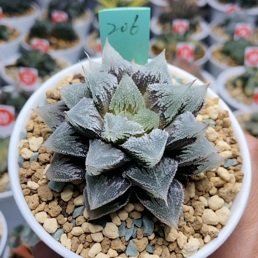 【闪购商品】203白帝城