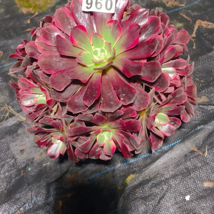 960老庄多肉法师美杜莎