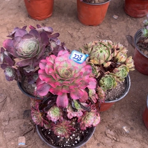 223多肉植物组合,