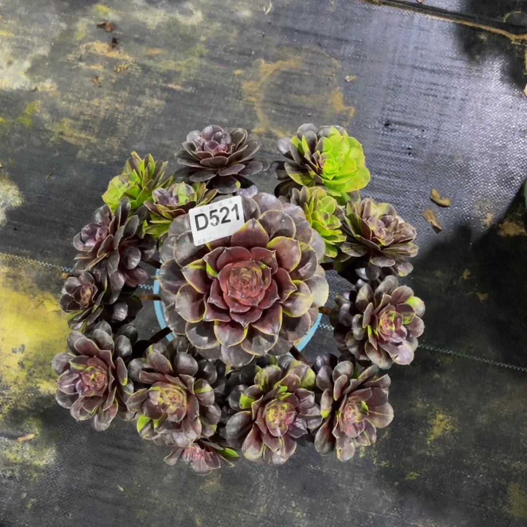 群***赫52100花月夜福利可以拍