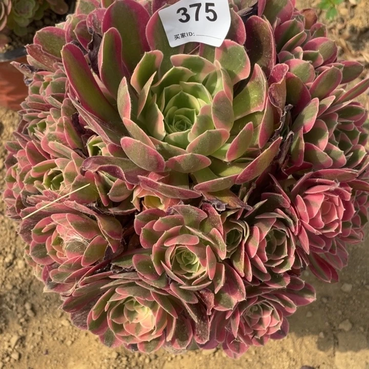 375多肉植物妖月植物