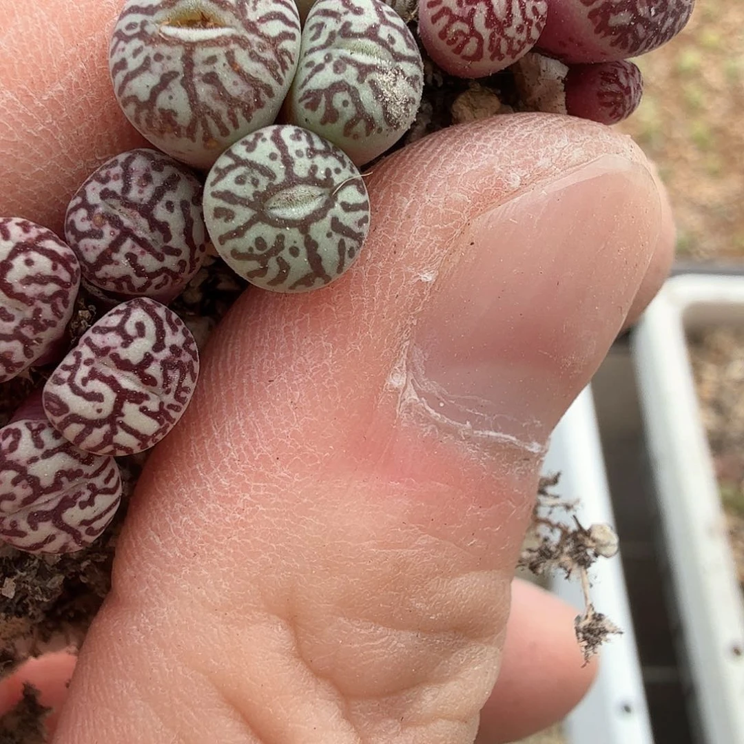 M**雪dy14 雪mm 原始墨