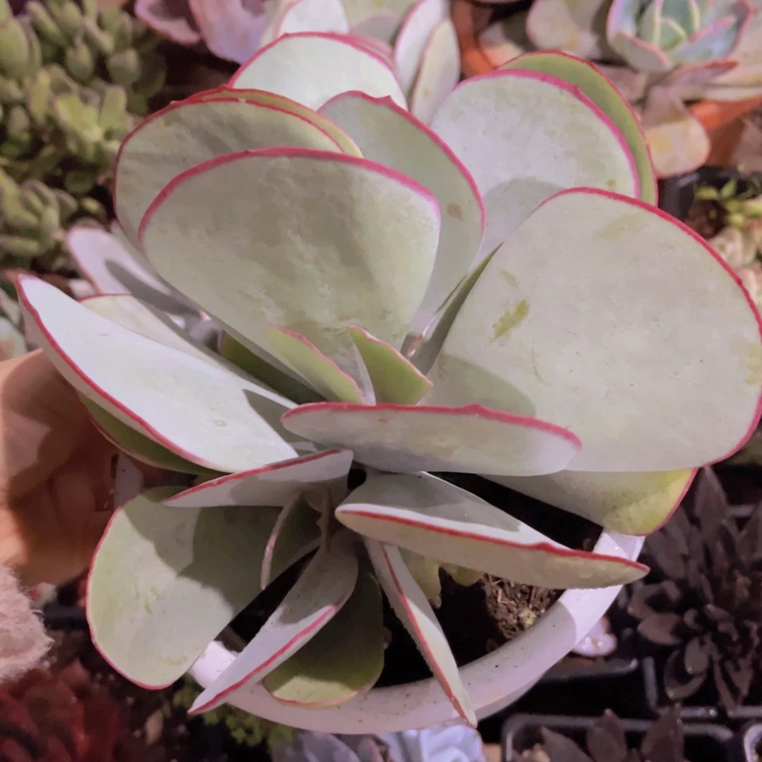 白眉多头群生多肉植物