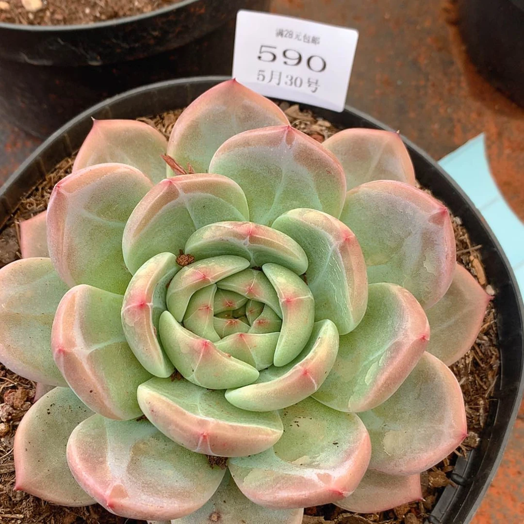 【闪购商品】云590 香槟