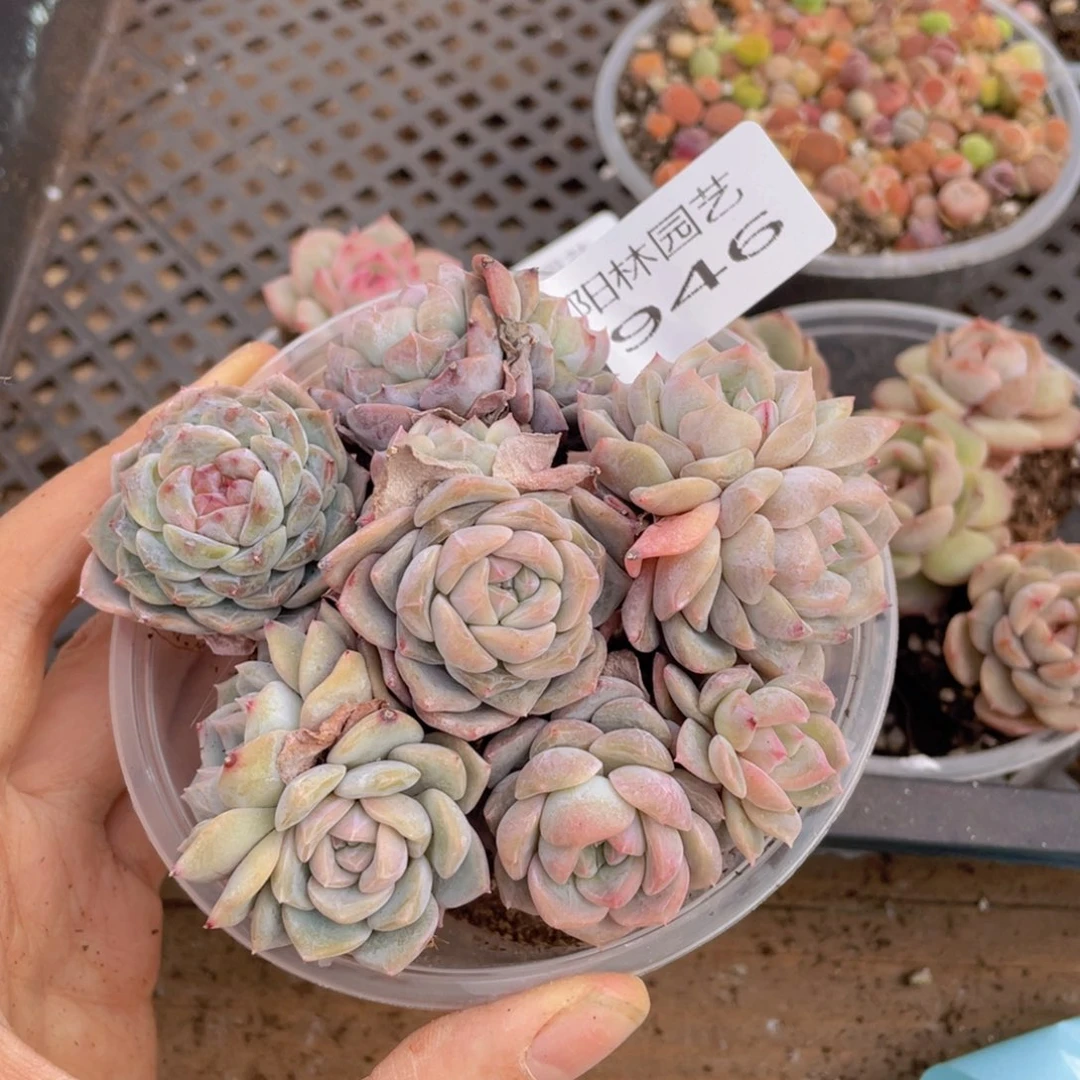 多肉植物多肉植物346