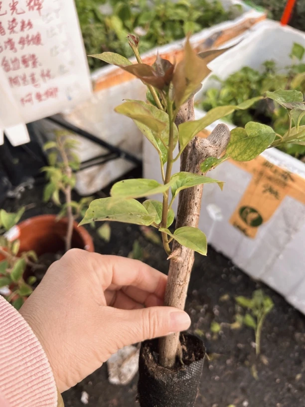 粗杆橙口红（凤祥三角梅）