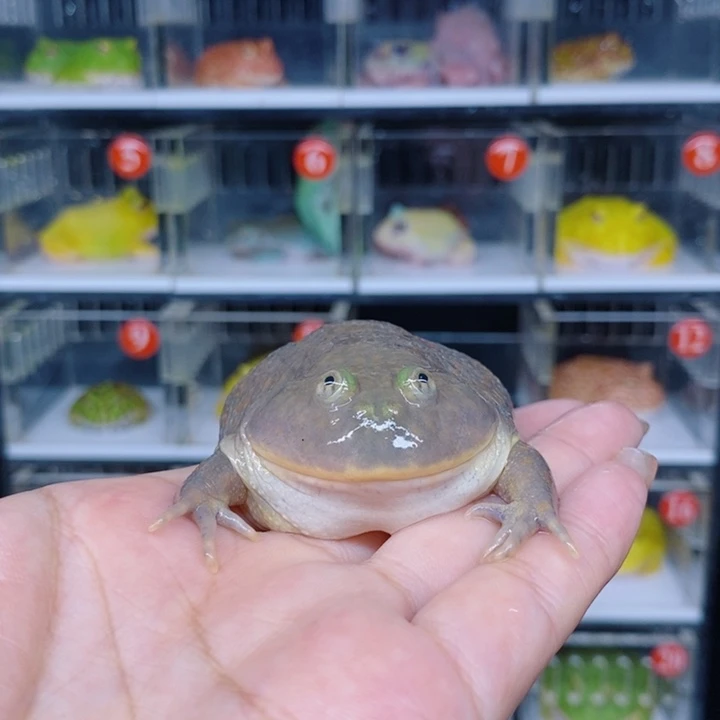 角蛙恭喜发财大吉大利