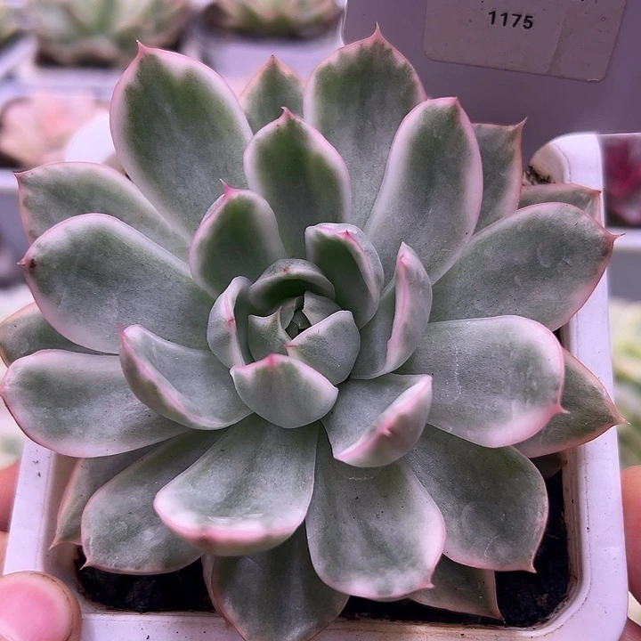 1175号水晶恋人锦多肉