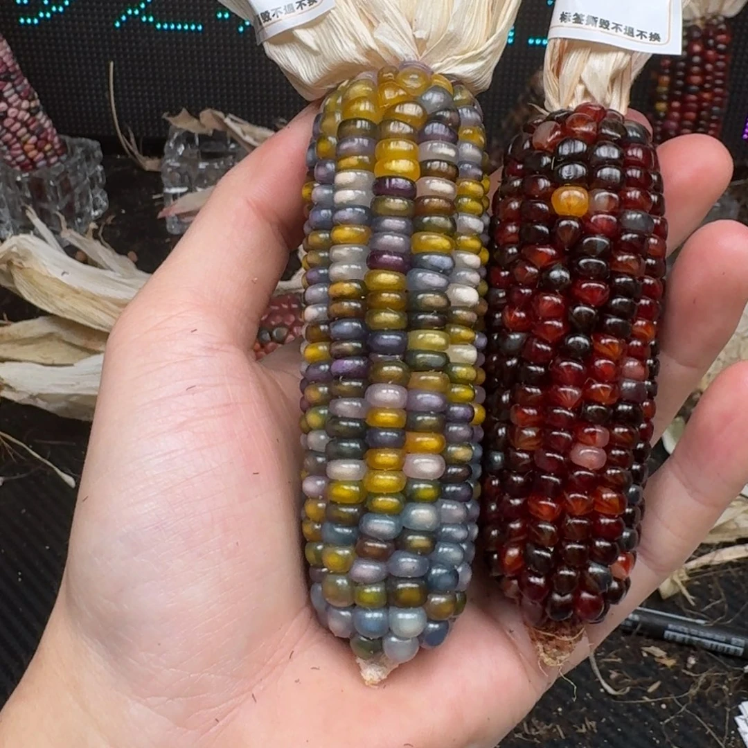 柏香籽/百香籽吊坠风****海