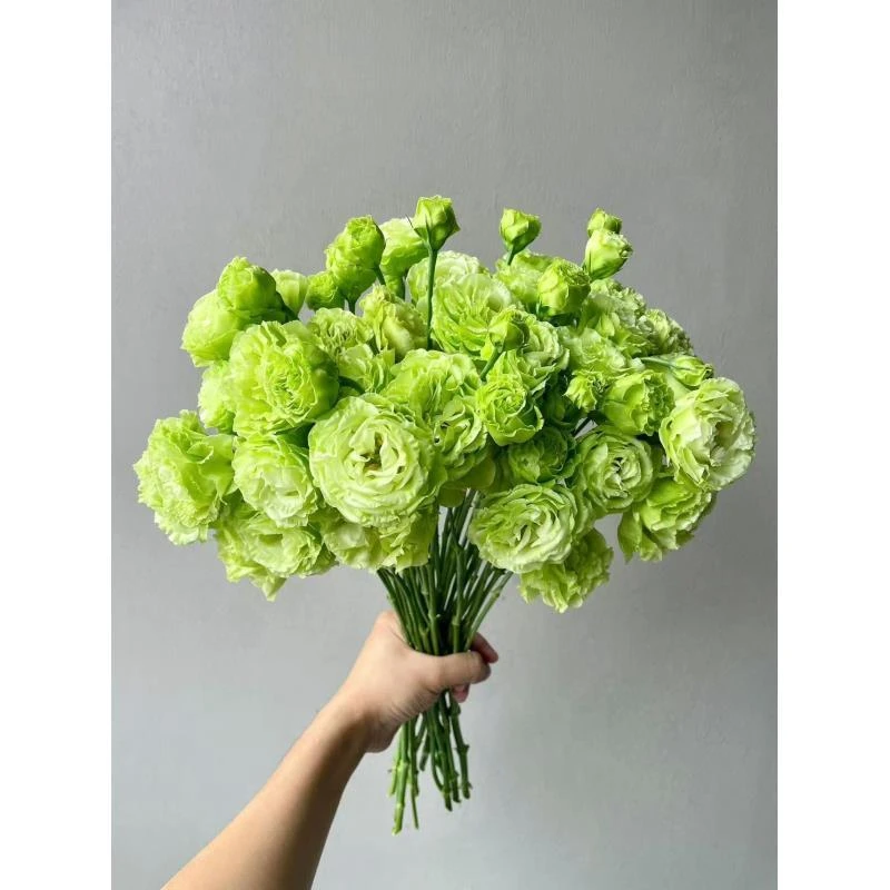 绿色洋桔梗（包邮） 不做隔夜花 东北鲜花现采现发