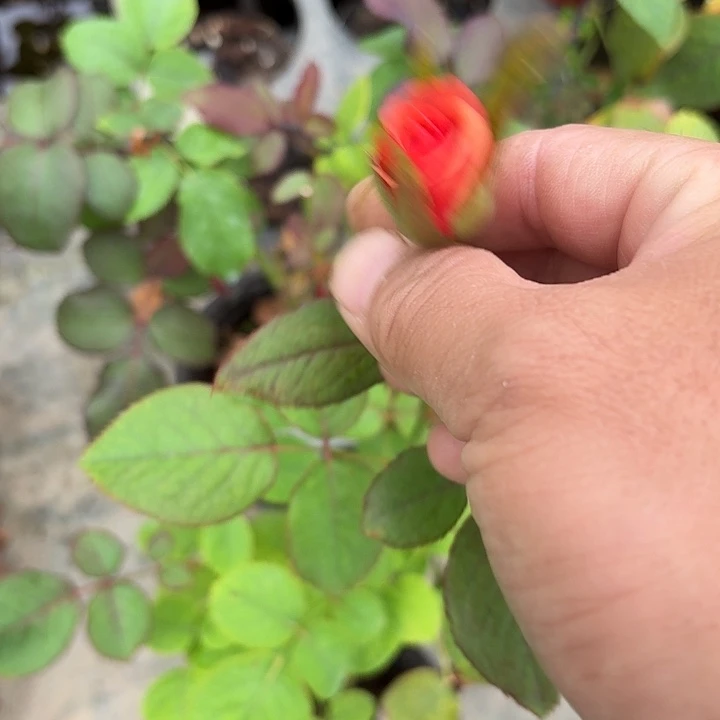 无花朵混苗小苗一棵