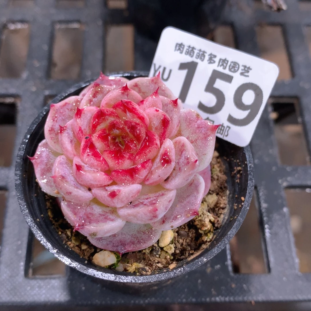 肉萌萌拇指盆精控多肉YU159