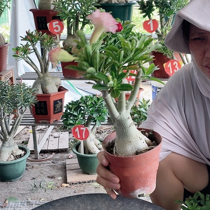 期***5完全开放沙漠玫瑰