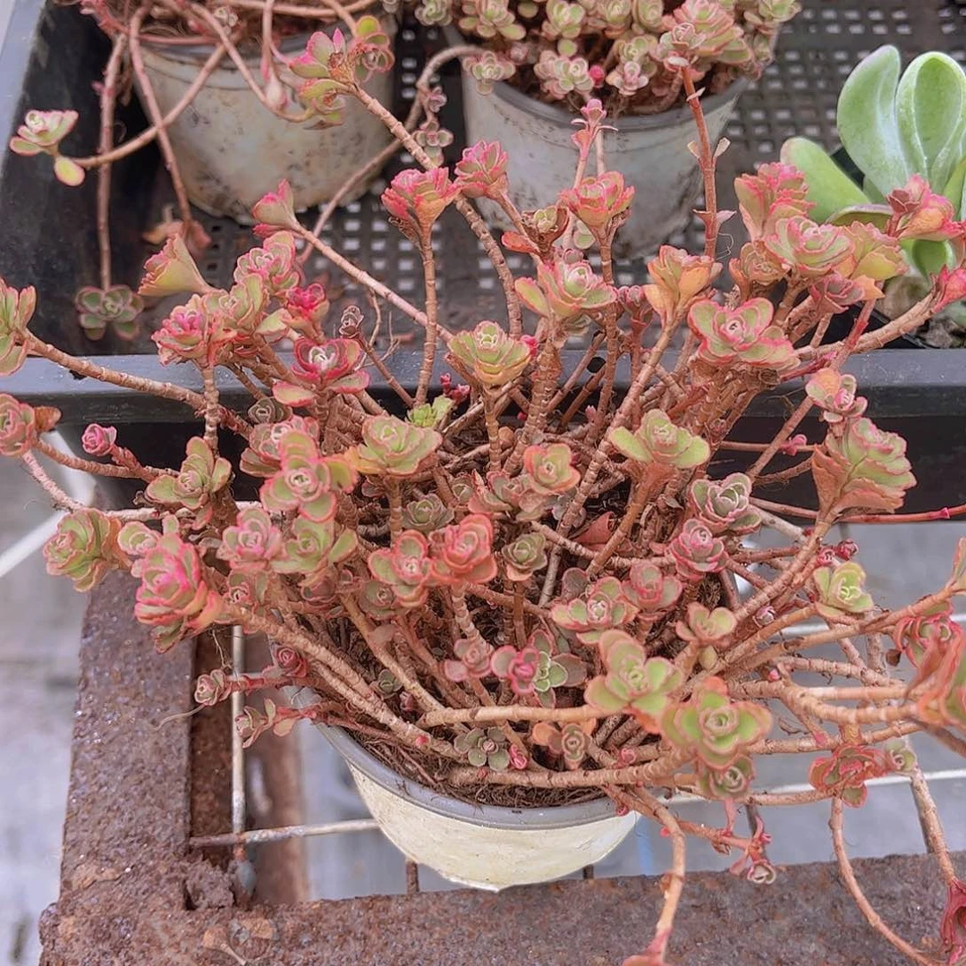 小球玫瑰锦多肉植物