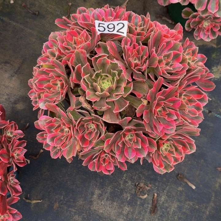 00000000000592女妖