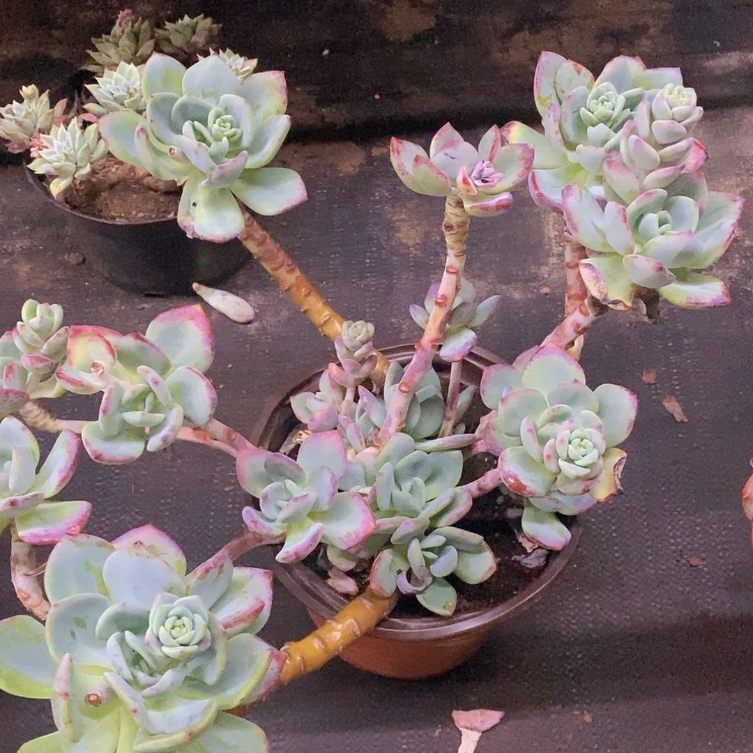 白月光多头群生大盆，250杯