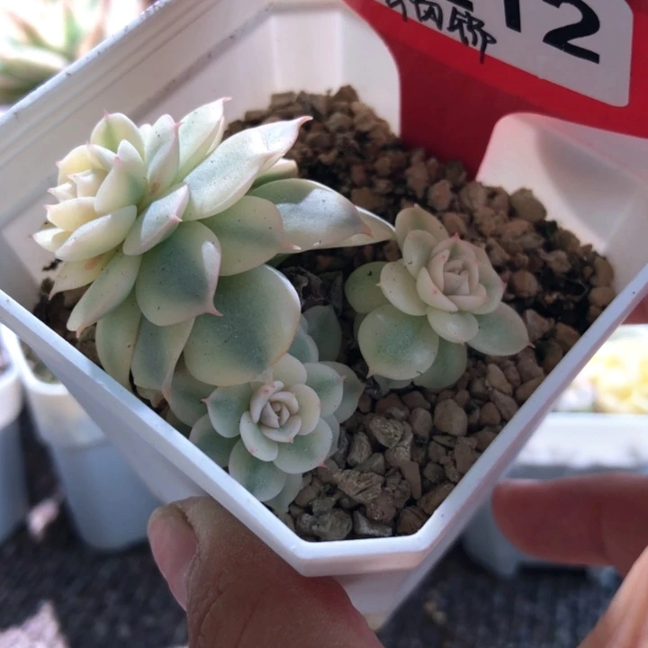 青岗锦有根有根有根