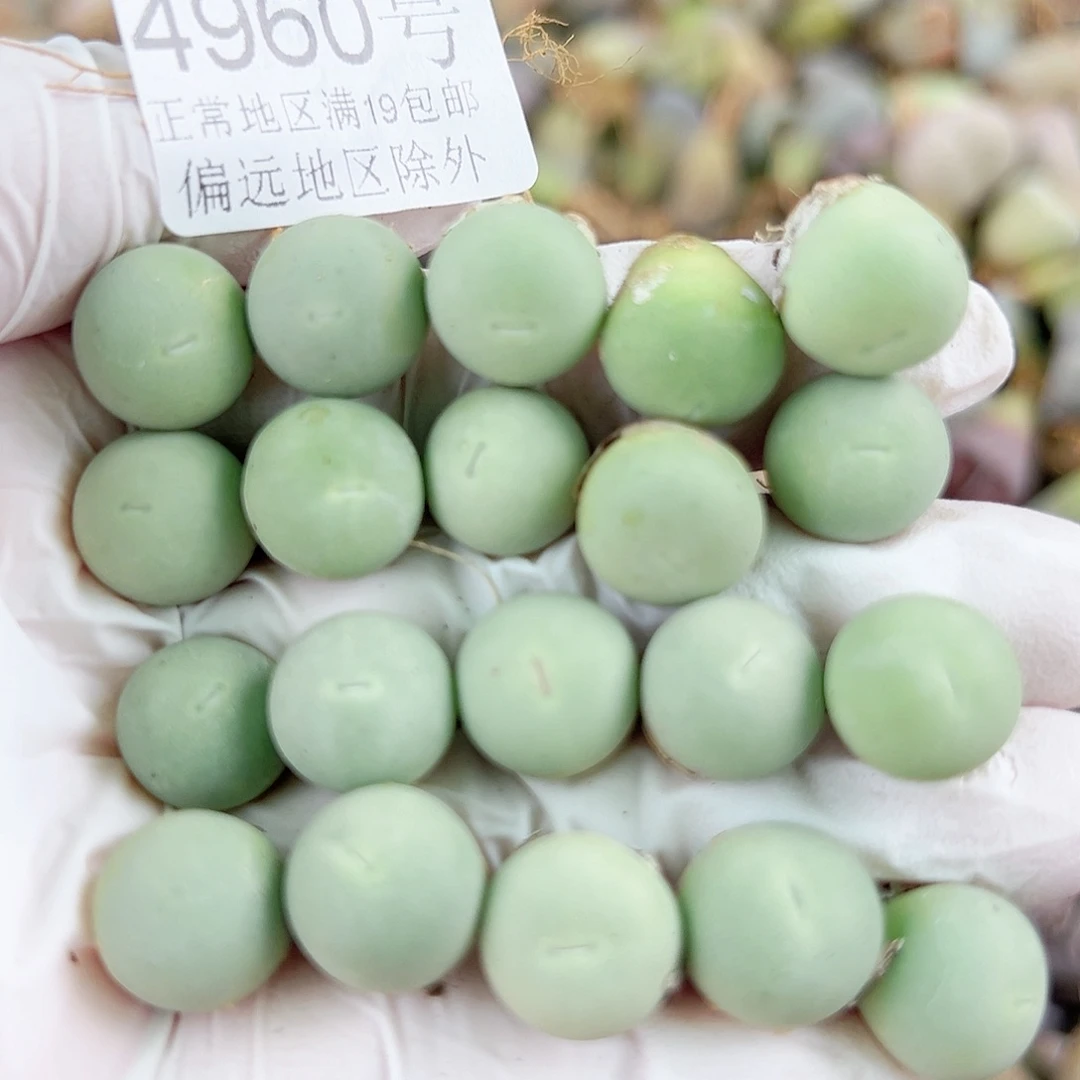 4960两年鸽子蛋20个1cm左右比较小特价处理