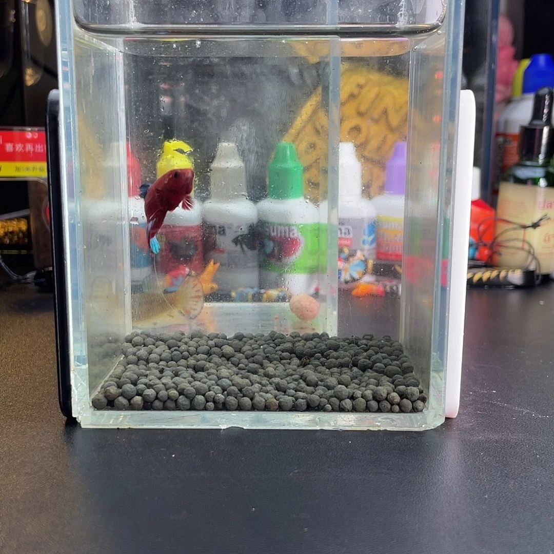 斗鱼38号115早红肉