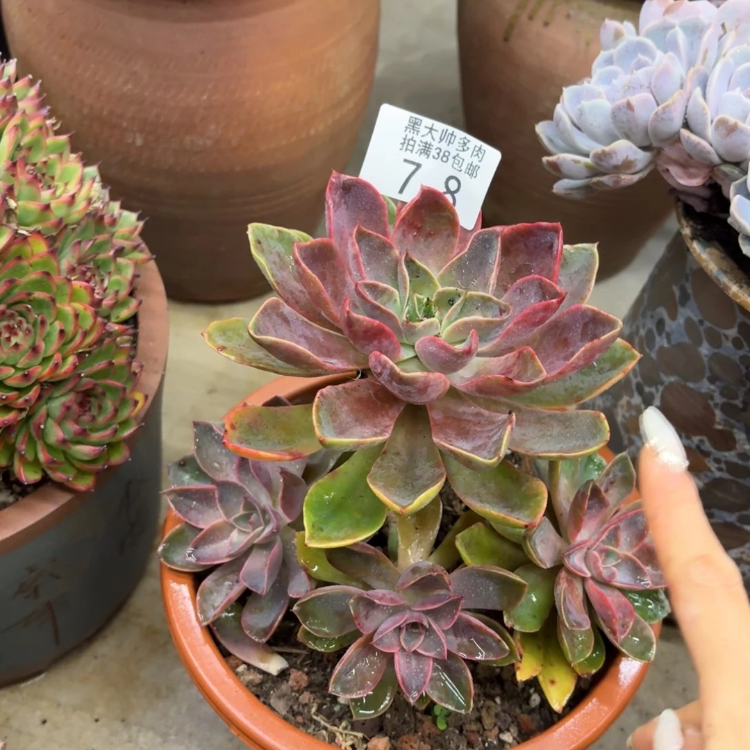 岁***浅黑大帅多肉78琼斯