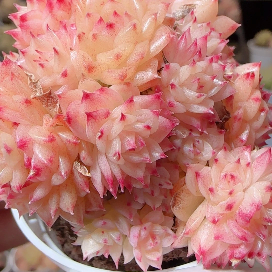 花语多肉1224-233散福利