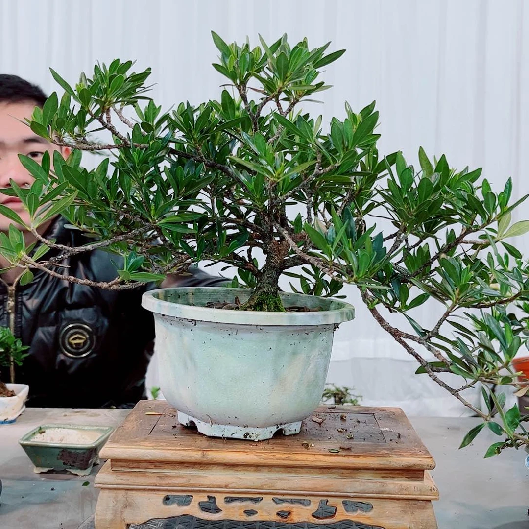 红陶父***?碧玉栀子花